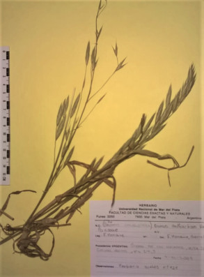 Bromus cathart