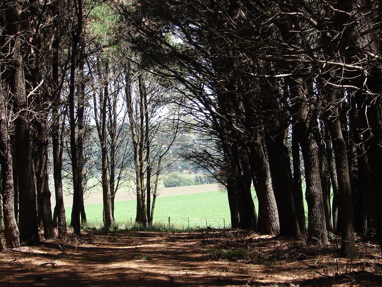 Uso de suelo forestal