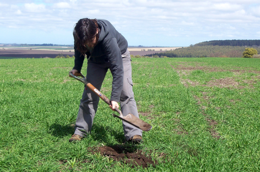 Estudio de suelos-calicata