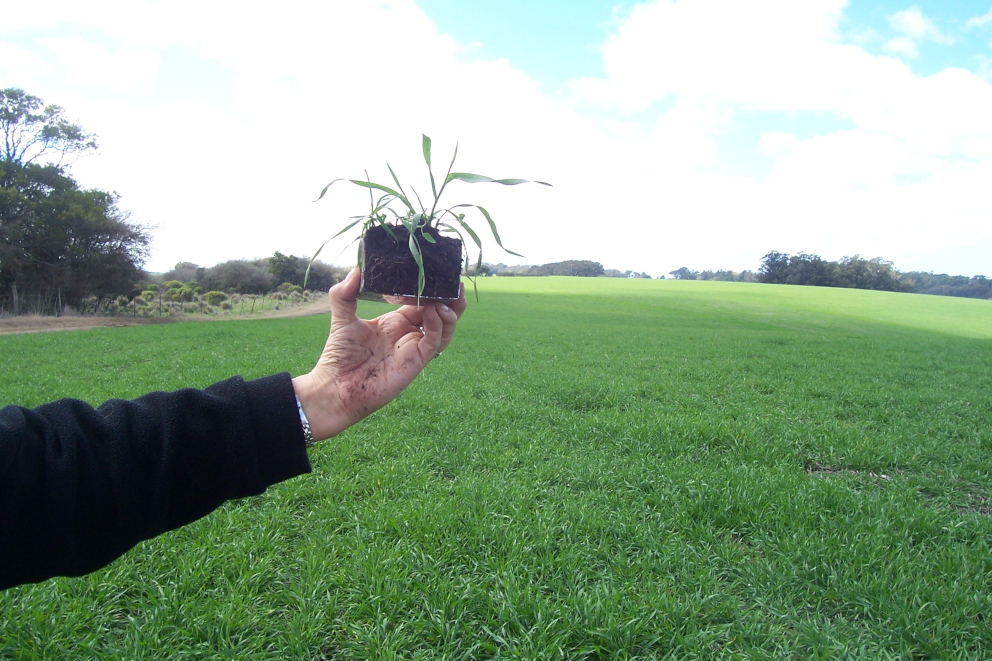 Estudio de suelos-micromorfología