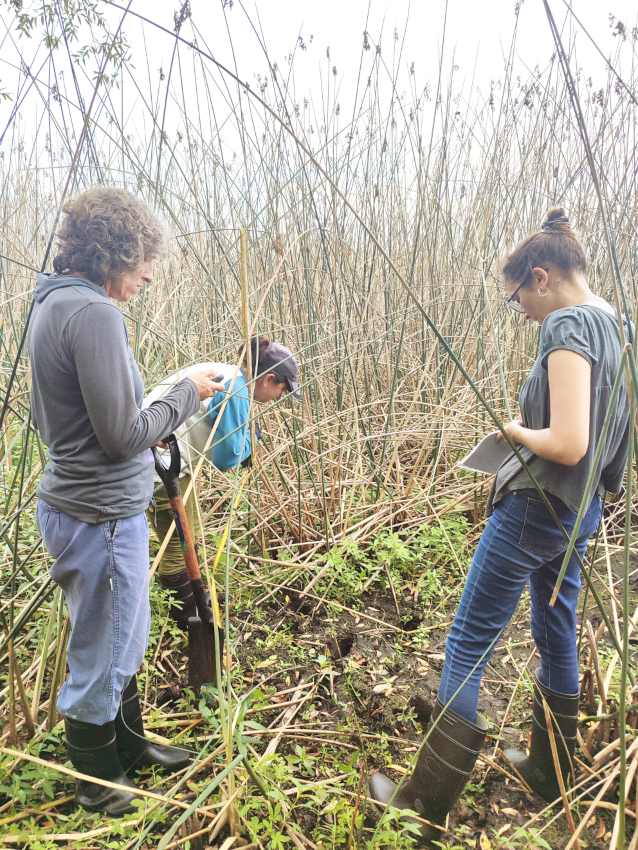 Estudio de vegetación-recolección