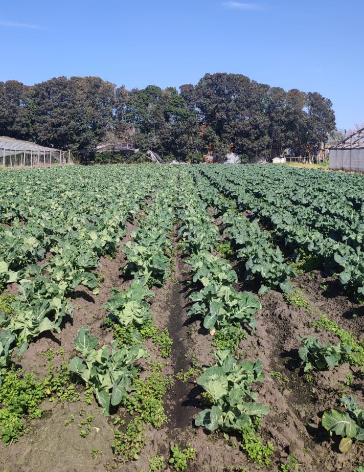 Uso de suelo hortícola