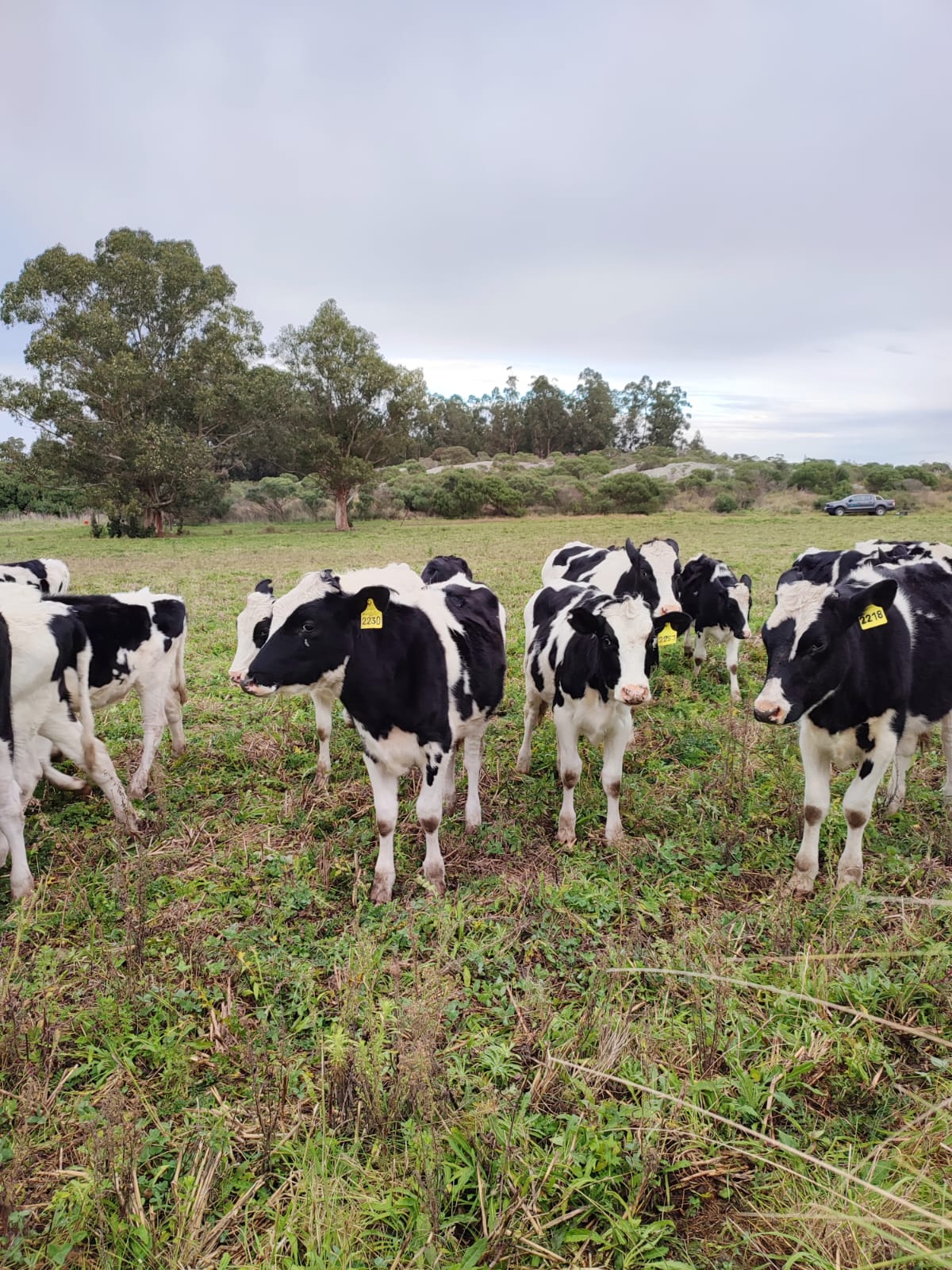 Uso de suelo ganadero